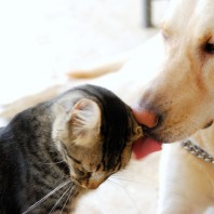 Animals games