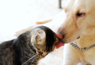 Animals games